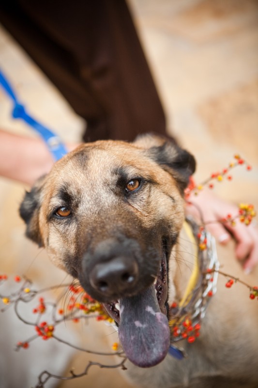 dog flower girl